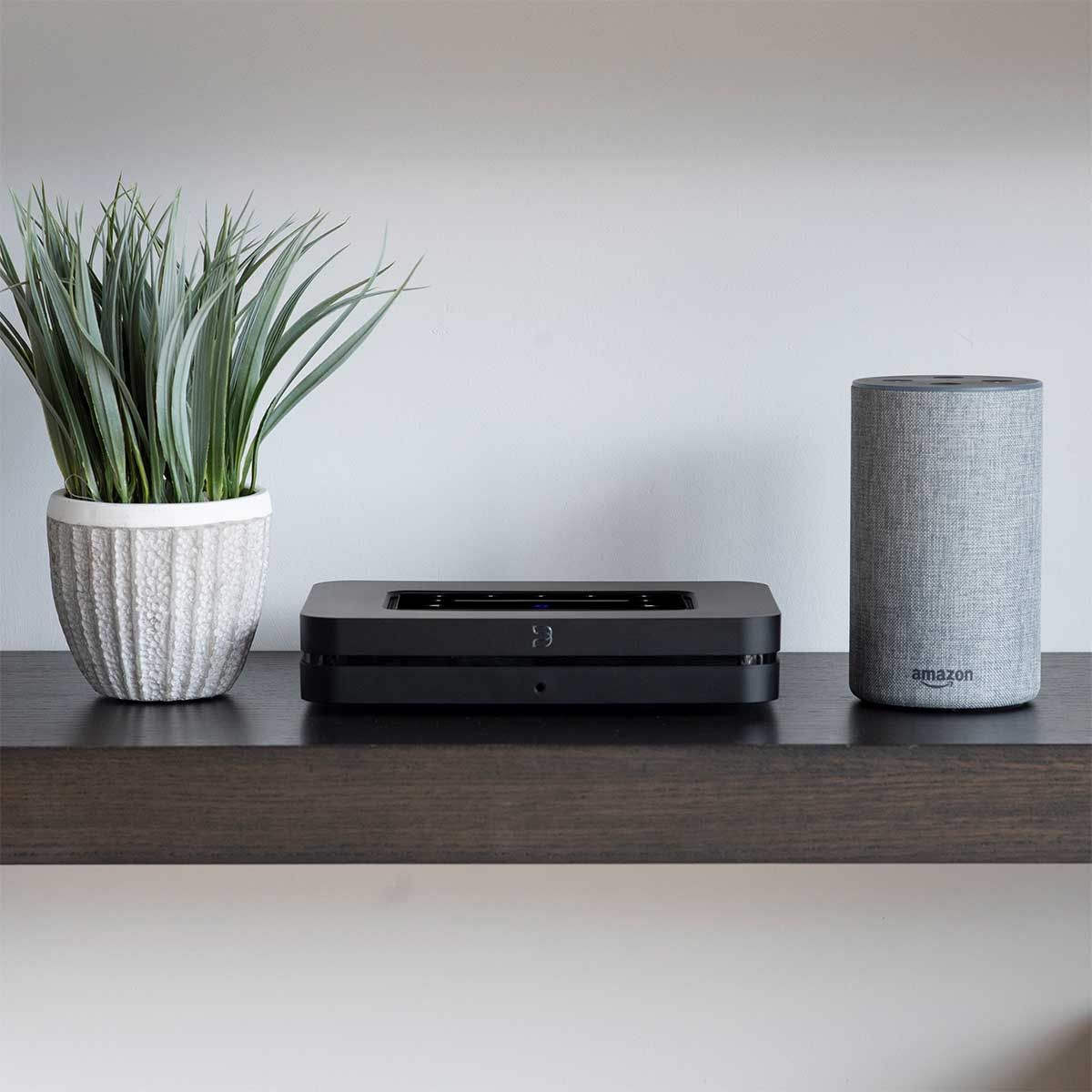 Bluesound Node Wireless Streamer, Black, nestled between a plant and and Amazon Alexa speaker